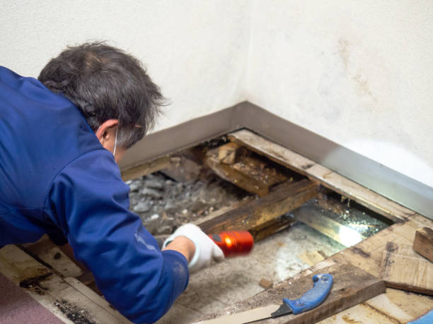Best Attic Mold Remediation in Walbridge, OH