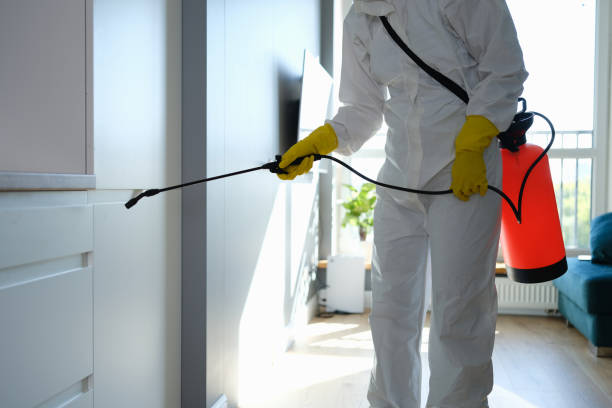Best Attic Mold Remediation in Walbridge, OH