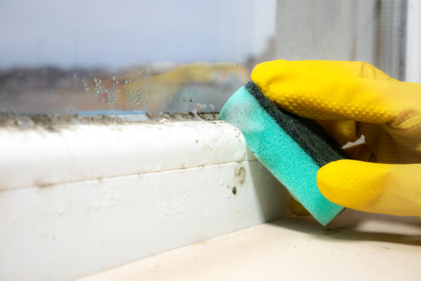 Best Commercial Mold Remediation in Walbridge, OH