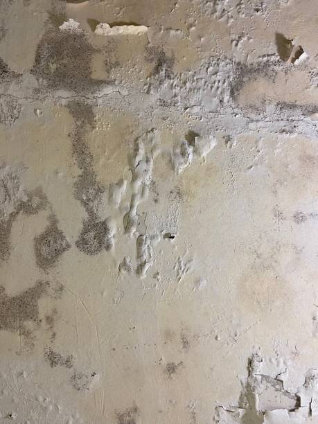 Best Emergency Mold Remediation in Walbridge, OH