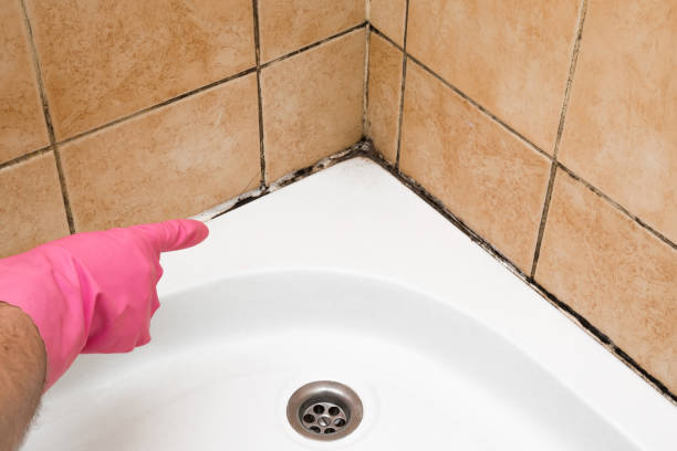 Best Basement Mold Remediation in Walbridge, OH