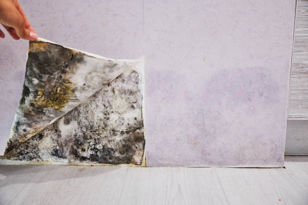 Best Basement Mold Remediation in Walbridge, OH
